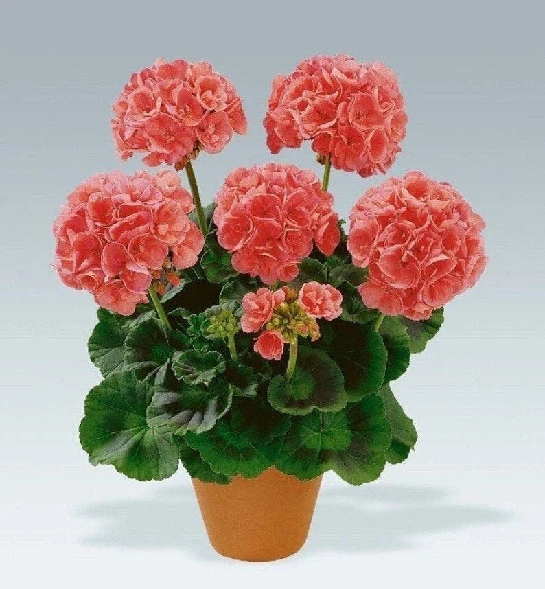 Geranium Cuttings 4-Pack Salmon-Pink Pelargonium for Garden or Indoor Plants