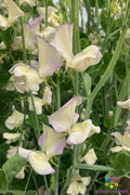 Sweet Pea Seeds - 50+ Cream Flowers - Climbing Vines for Garden, Lathyrus odoratus, Fragrant Blooms, Spring Planting