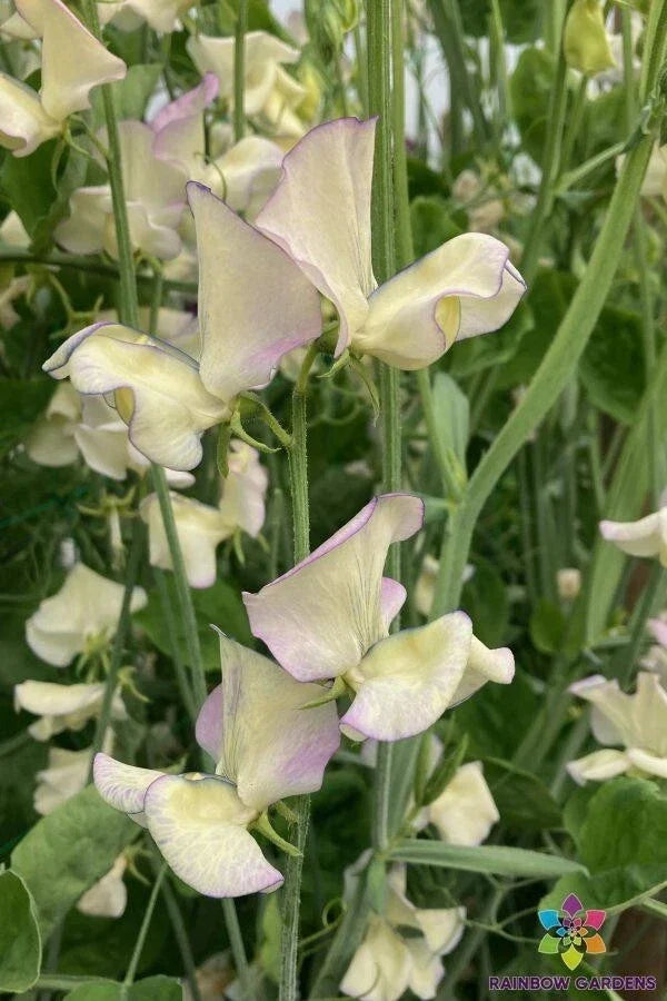 Sweet Pea Seeds - 50+ Cream Flowers - Climbing Vines for Garden, Lathyrus odoratus, Fragrant Blooms, Spring Planting