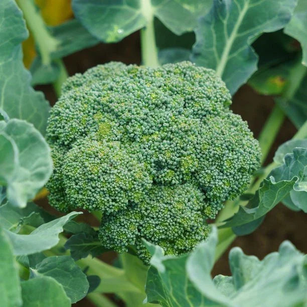 Green Sprouting Broccoli Seeds, Brassica oleracea var. italica, Non-GMO, for Home Garden & Farming