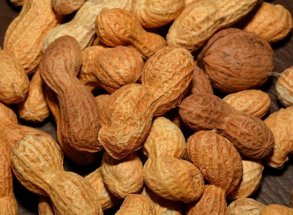 Georgia Peanut Seeds – Pack of 15+ Arachis hypogaea for Planting, Home Garden, Edible Peanuts