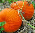 Heirloom Pumpkin Seeds – Large Flat-Bottom Cucurbita pepo for Carving & Cooking, Autumn Decor, Harvest