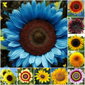Sunflower Seeds 50pcs Pack Mixed Varieties Helianthus annuus Garden Flower Seeds for Pollinators
