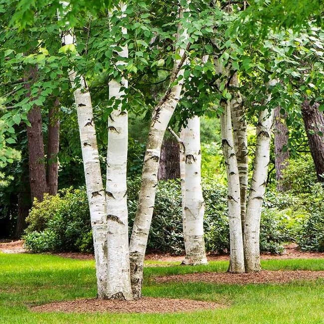 Birch Tree Seeds Pack – Sweet, Gray, Paper Birch Varieties – Betula lenta, Betula populifolia, Betula papyrifera