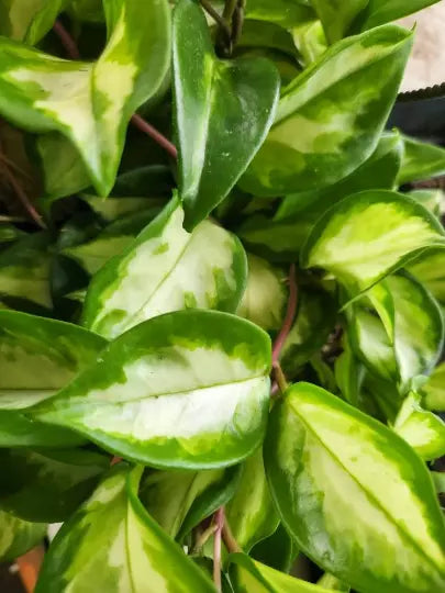 Hoya Carnosa Krimson Princess Plant | Variegated Wax Vining House Plant | Indoor Greenery | Blooming Trailing Plant