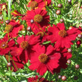 Tall Red Plains Coreopsis Seeds - Non-GMO Flower Seeds for Borders, Meadows, & Wildflower Gardens - Coreopsis tinctoria