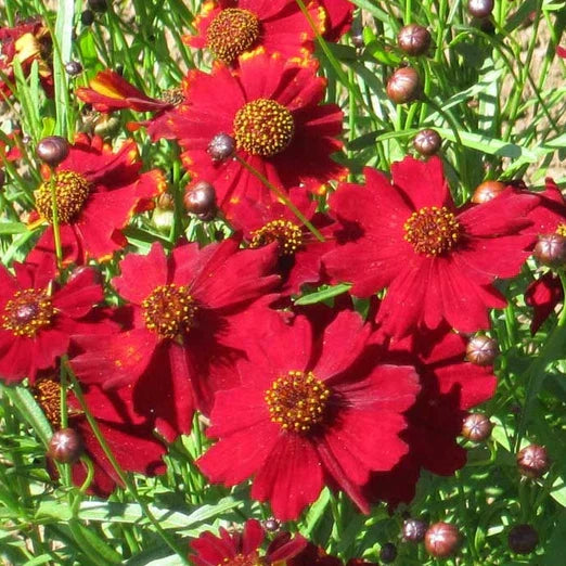 Tall Red Plains Coreopsis Seeds - Non-GMO Flower Seeds for Borders, Meadows, & Wildflower Gardens - Coreopsis tinctoria