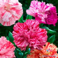 Picotee Mix Carnation Seeds - 200+ Dianthus caryophyllus Garden Flower Seeds for Borders & Containers