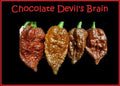 Chocolate Devil's Brain Pepper Seeds – 15 Rare Capsicum chinense Hot Pepper Seeds for Extreme Heat and Spicy Cuisine