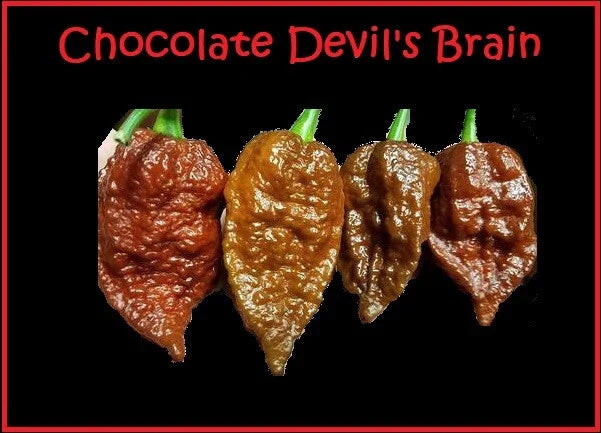 Chocolate Devil's Brain Pepper Seeds – 15 Rare Capsicum chinense Hot Pepper Seeds for Extreme Heat and Spicy Cuisine