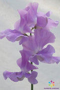 Lady Penny Sweet Pea Seeds - 50+ Count, Heirloom Lathyrus odoratus, Climbing Vine, Fragrant Pastel Flowers, USA Grown