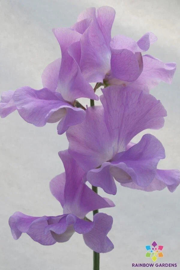 Lady Penny Sweet Pea Seeds - 50+ Count, Heirloom Lathyrus odoratus, Climbing Vine, Fragrant Pastel Flowers, USA Grown