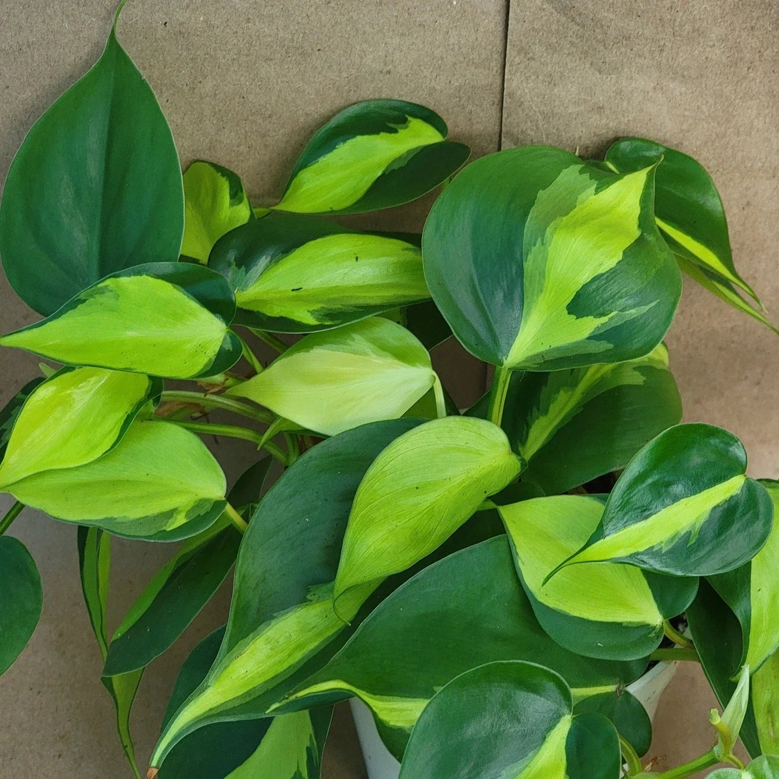 Philodendron Brasil Houseplant in 3-Inch Pot, Variegated Tropical Plant, Easy Care Indoor Plant, Philodendron hederaceum