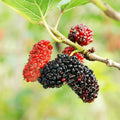 Mulberry Tree Cuttings - 12 Unrooted Morus spp. for Rooting and Grafting, Deciduous Fruit Tree