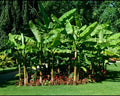 Cold Hardy Banana Tree Starter Plant - Small Rooted Musa for Indoor & Outdoor Gardens
