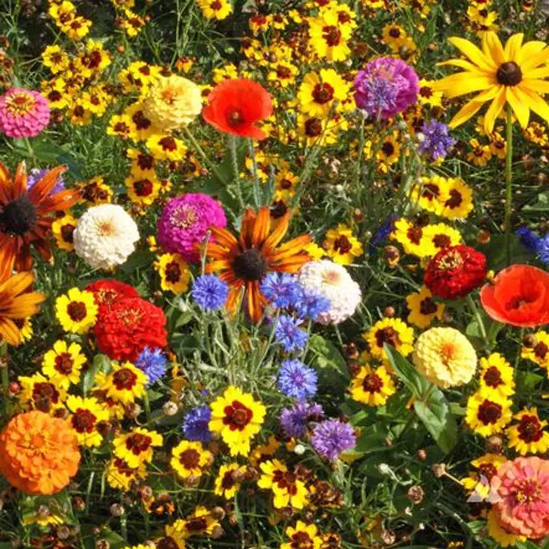 Children's Wildflower Seed Mix - Colorful Native Wildflower Seeds for Kids, Easy to Grow, Non-GMO, Attracts Bees & Butterflies