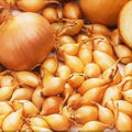 Spanish Globe Onion Sets for Planting - Allium cepa Bulb Variety, 100 Count