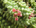 Unrooted 4" Donkey Tail Succulent Cutting Sedum Morganianum Hanging Plant for Propagation