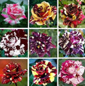 Multi-Color Rose Seeds, Double Petal Flower Seeds, 50pcs Pack, Rosa spp. Garden Planting, Perennial for Outdoors & Containers
