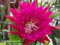 Kiwi Nicky Lynette Epiphyllum Unrooted Cuttings - 8 to 10 Inches Long Succulent Plant