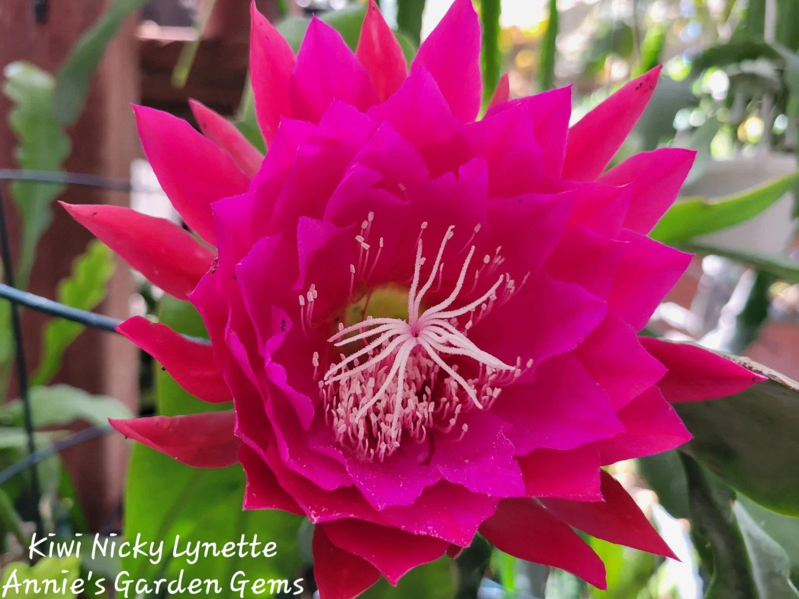 Kiwi Nicky Lynette Epiphyllum Unrooted Cuttings - 8 to 10 Inches Long Succulent Plant