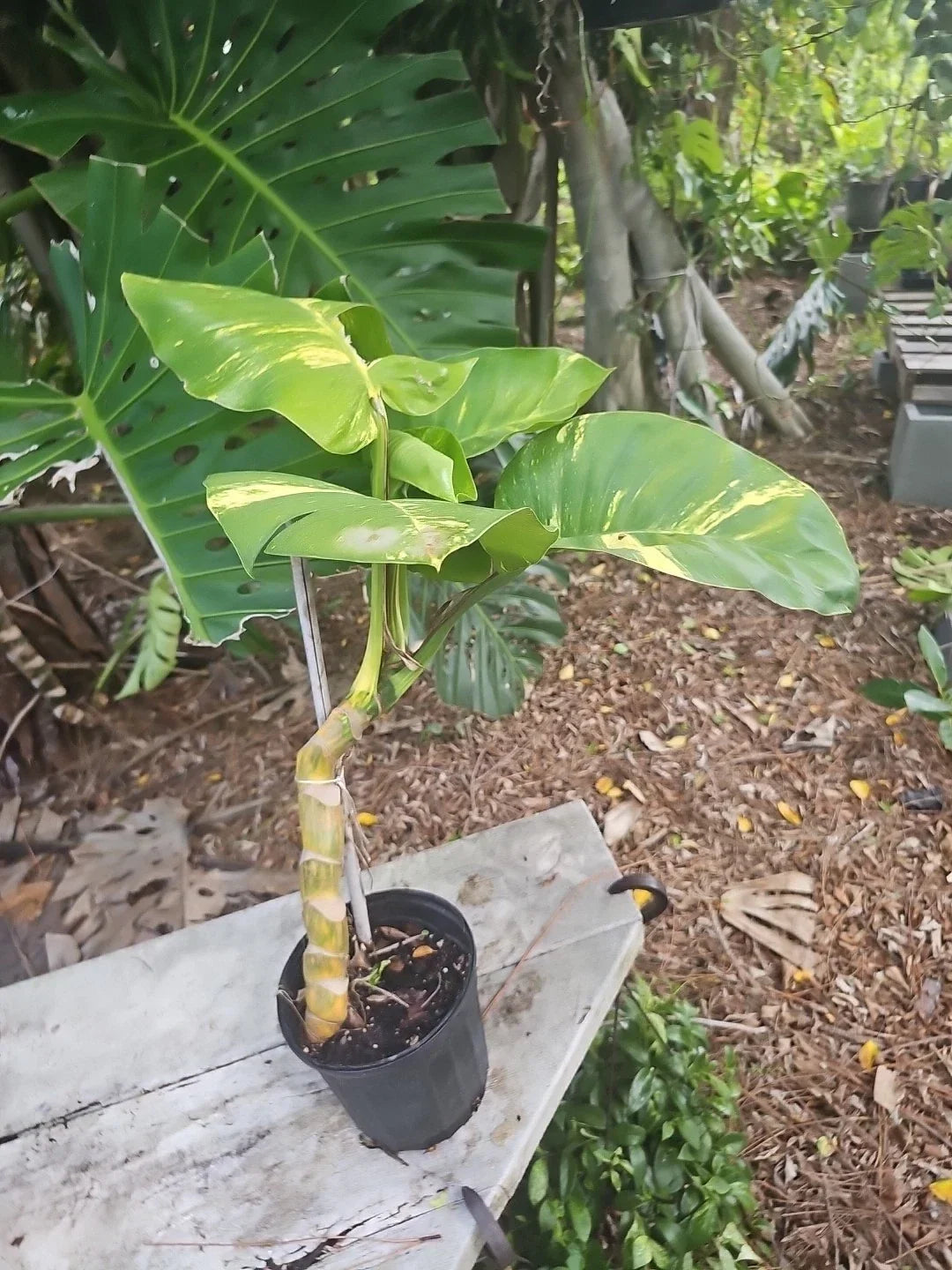 Large Variegated Golden Pothos Plant, Climbing Epipremnum aureum, Hawaiian Style, Indoor Vining Plant