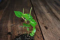 Crab Claw Seeds 1000+ Peperomia pellucida Rau Cang Cua Indoor Garden Plant Seeds