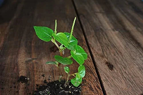 Crab Claw Seeds 1000+ Peperomia pellucida Rau Cang Cua Indoor Garden Plant Seeds
