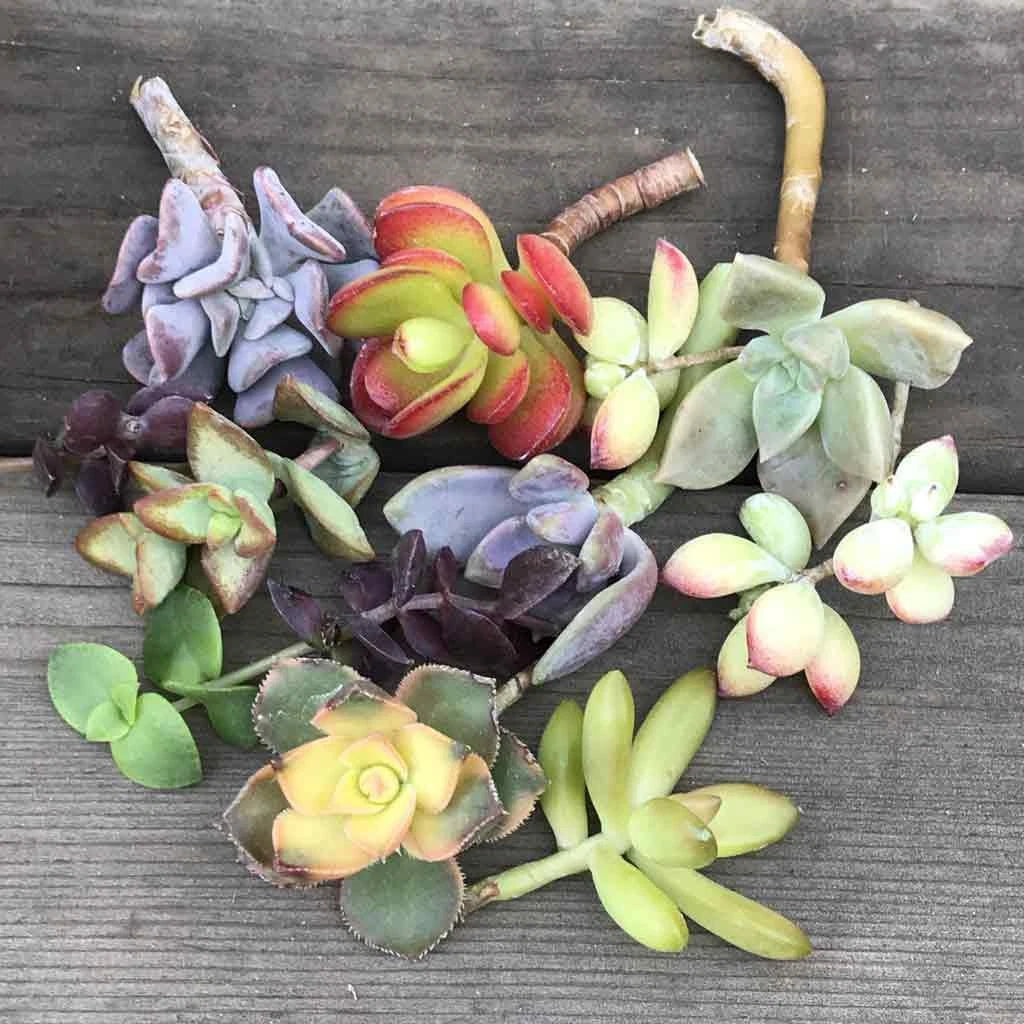 Colorful Succulent Cuttings Mystery Variety - 14 Assorted Succulents for Propagation