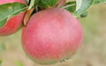 Wine Apple Seeds - 25+ Malus domestica Heirloom Fruit Tree Seeds for Garden Planting, USA
