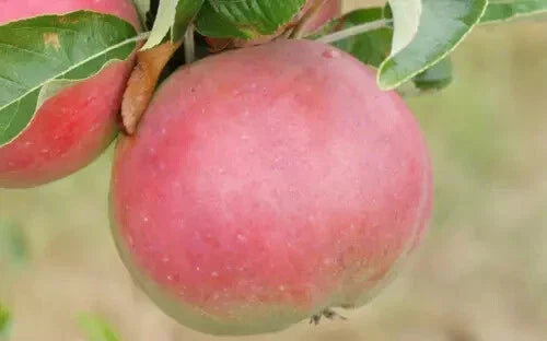 Wine Apple Seeds - 25+ Malus domestica Heirloom Fruit Tree Seeds for Garden Planting, USA