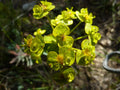 Mole Plant Seeds - 5 Heirloom Euphorbia lathyris Seeds for Garden, Full Sun, Easy to Grow, Natural Pest Control