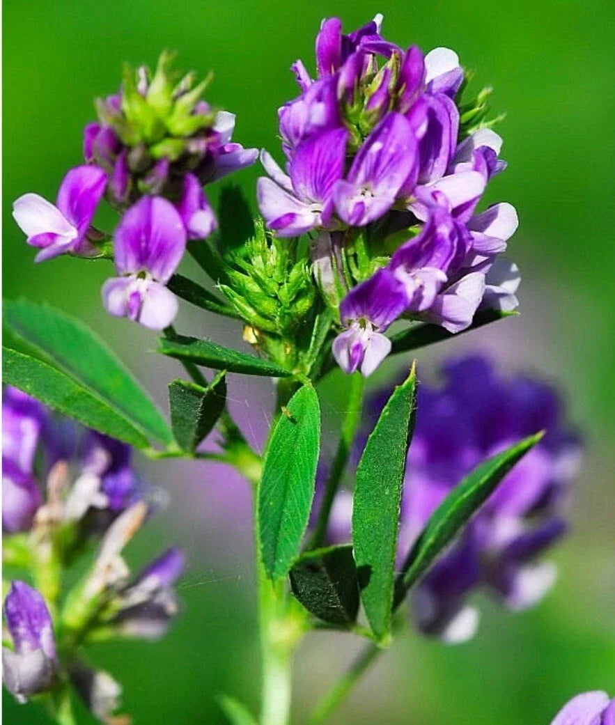 Organic Alfalfa Seeds 300+ Count Non-GMO Medicago sativa for Forage and Soil Improvement, USA Grown