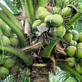 Sprouted Dwarf Green Malayan Coconut Plant 6–8 Inches, Costa Rica Certified, Tropical Fruit Seedling, Cocos nucifera
