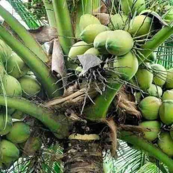 Sprouted Dwarf Green Malayan Coconut Plant 6–8 Inches, Costa Rica Certified, Tropical Fruit Seedling, Cocos nucifera