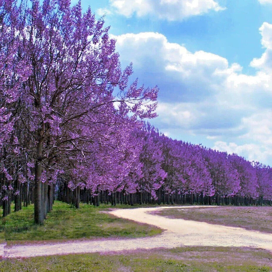 Royal Empress Tree Seeds 50 Count Paulownia tomentosa Fast Growing Landscaping Reforestation Seeds