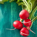 Champion Radish Seeds - Non-GMO Heirloom Raphanus sativus for Fast Germination and Crisp Roots