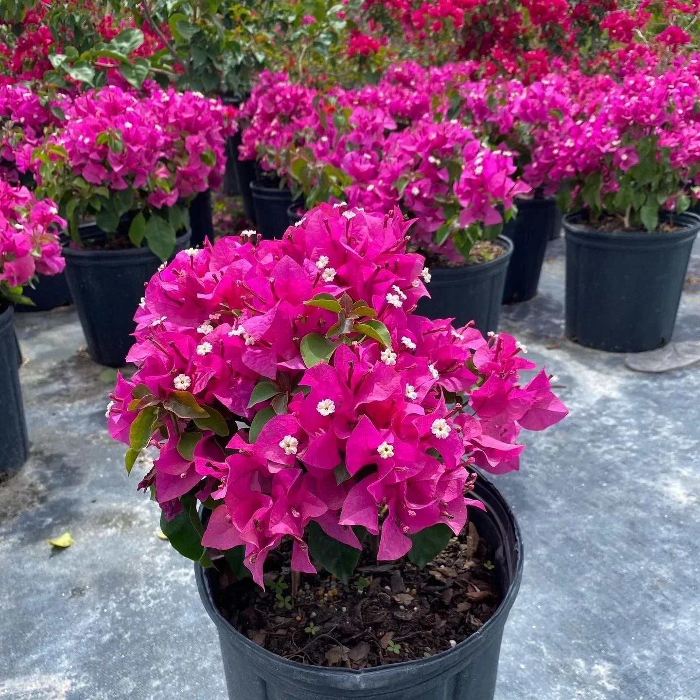 Set of 2 Rooted Bougainvillea Plants – Soft Pink, Deciduous Vines, Bougainvillea glabra, Climbing, Full Sun