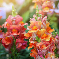 Rocket Bronze Snapdragon Seeds - Bulk Pack of 1000+ Antirrhinum majus for Garden Planting, Bright Bronze Flowers, Full Sun, USA Grown