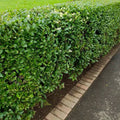 Common Privet Bush Starter Plant - Bare Root Ligustrum vulgare for Hedges & Privacy Screens
