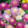 Sweet Sultan Flower Seeds - 50 Pack, Pink Purple White Perennial, Centaurea moschata, Easy to Grow, Pollinator Attracting, Garden & Cut Flowers