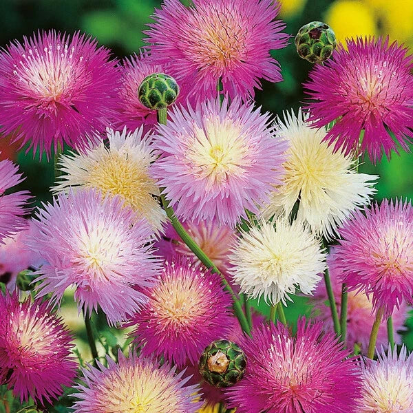 Sweet Sultan Flower Seeds - 50 Pack, Pink Purple White Perennial, Centaurea moschata, Easy to Grow, Pollinator Attracting, Garden & Cut Flowers