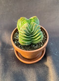 Crassula Buddha's Temple Tiny Rooted Succulent Plant in 1" Pot with Saucer - Indoor Houseplant, Unique Architectural Foliage