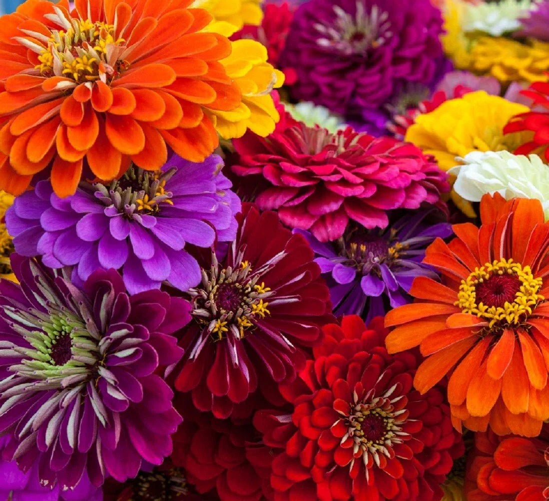 California Giant Zinnia Flower Seeds | Non-GMO Annual Zinnia elegans
