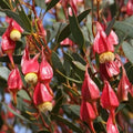 Fuchsia Gum Tree Seeds 10 Pack - Eucalyptus forrestiana Native Australian Tree for Planting