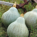 Blue Hubbard Squash Seeds | Heirloom Non-GMO Organic Cucurbita maxima Vegetable Seeds for Home Garden