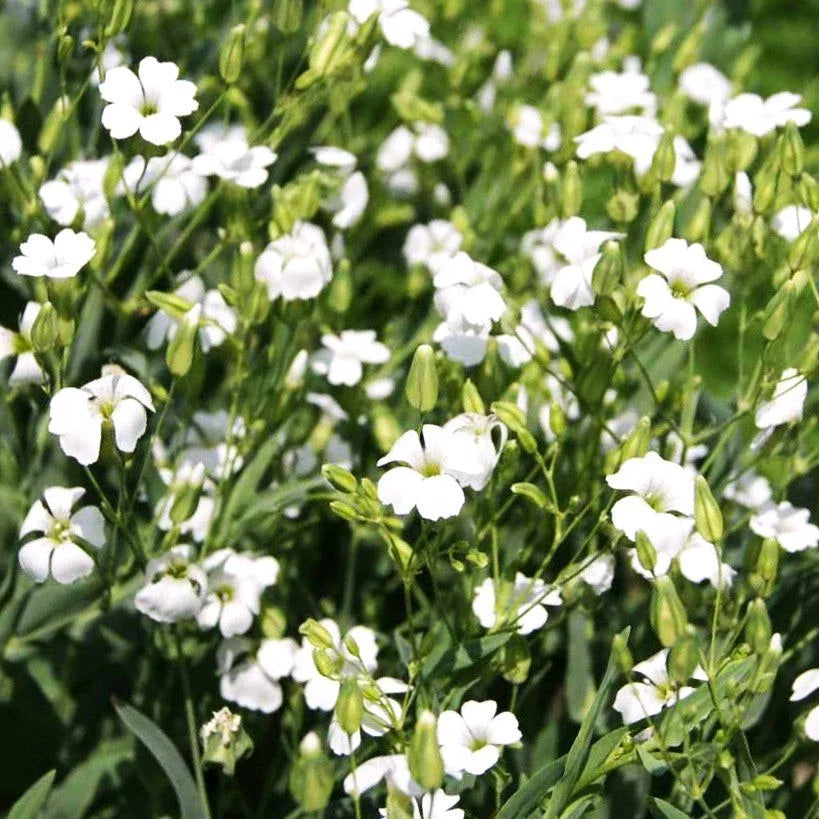 White Soapwort Seeds - Perennial Ground Cover - Saponaria Officinalis - White Flowers, Drought-Resistant, Full Sun, Pack of 100