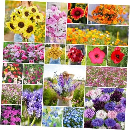 Annual Wildflower Mixed Seeds - 1/4 lb, 120,000+ Seeds for Gardens & Pollinators