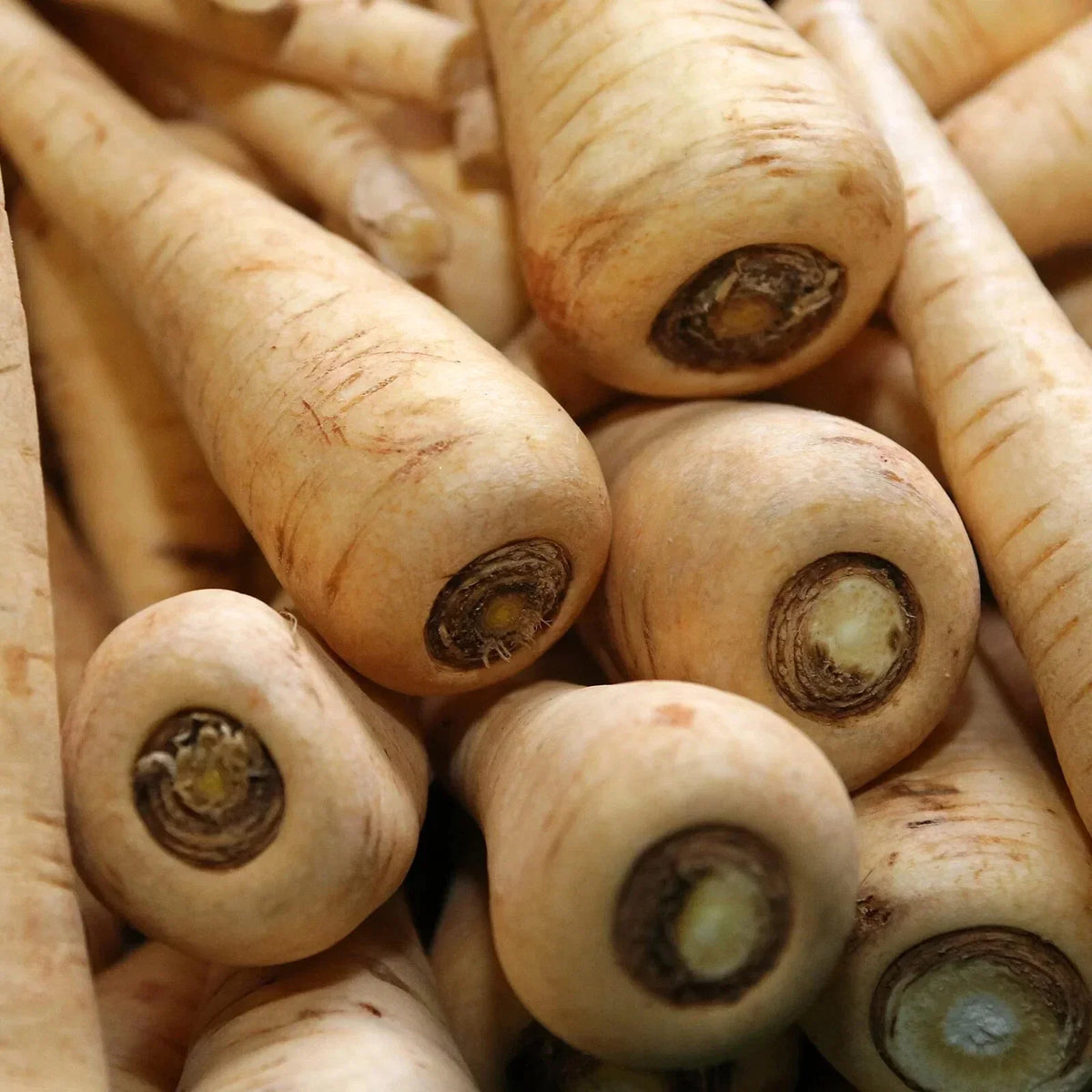 Hollow Crown Parsnip Seeds 100+ | Hybrid Pastinaca sativa for High Yield & Flavor | Vegetable Garden Seed