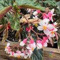 Ginny Begonia Seeds, 25+ Pack, Begonia x benariensis, Vibrant Flowers for Garden & Indoor Planting